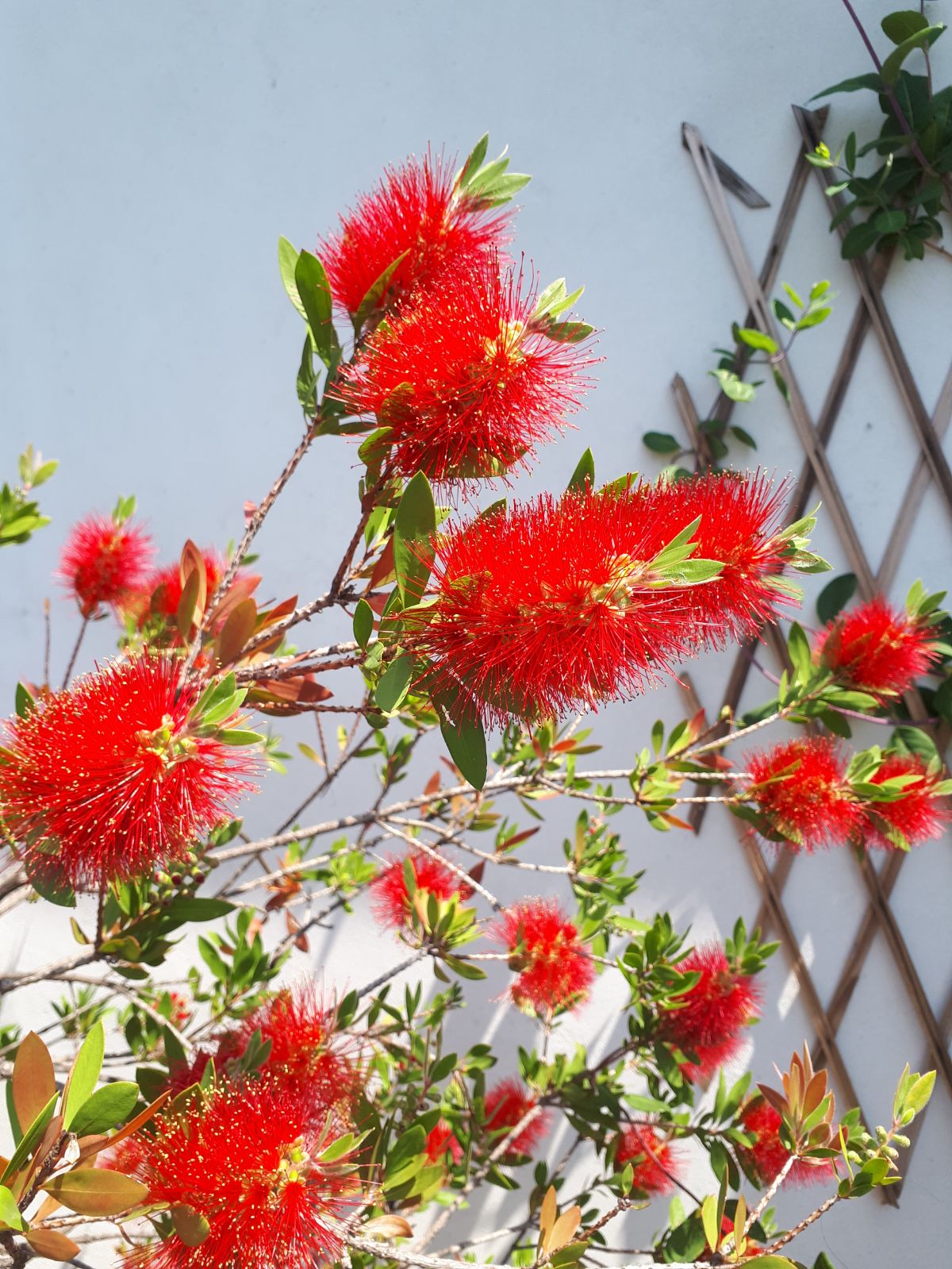 Un fiore (come questo Callistemone) è il pezzetto di natura più bello e più facile da portarci a casa